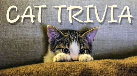 Super Fun Cat Trivia Questions That Don't Suck - Tee Shop USA