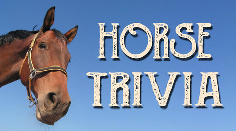 Horse Trivia For True Equestrians - Tee Shop USA