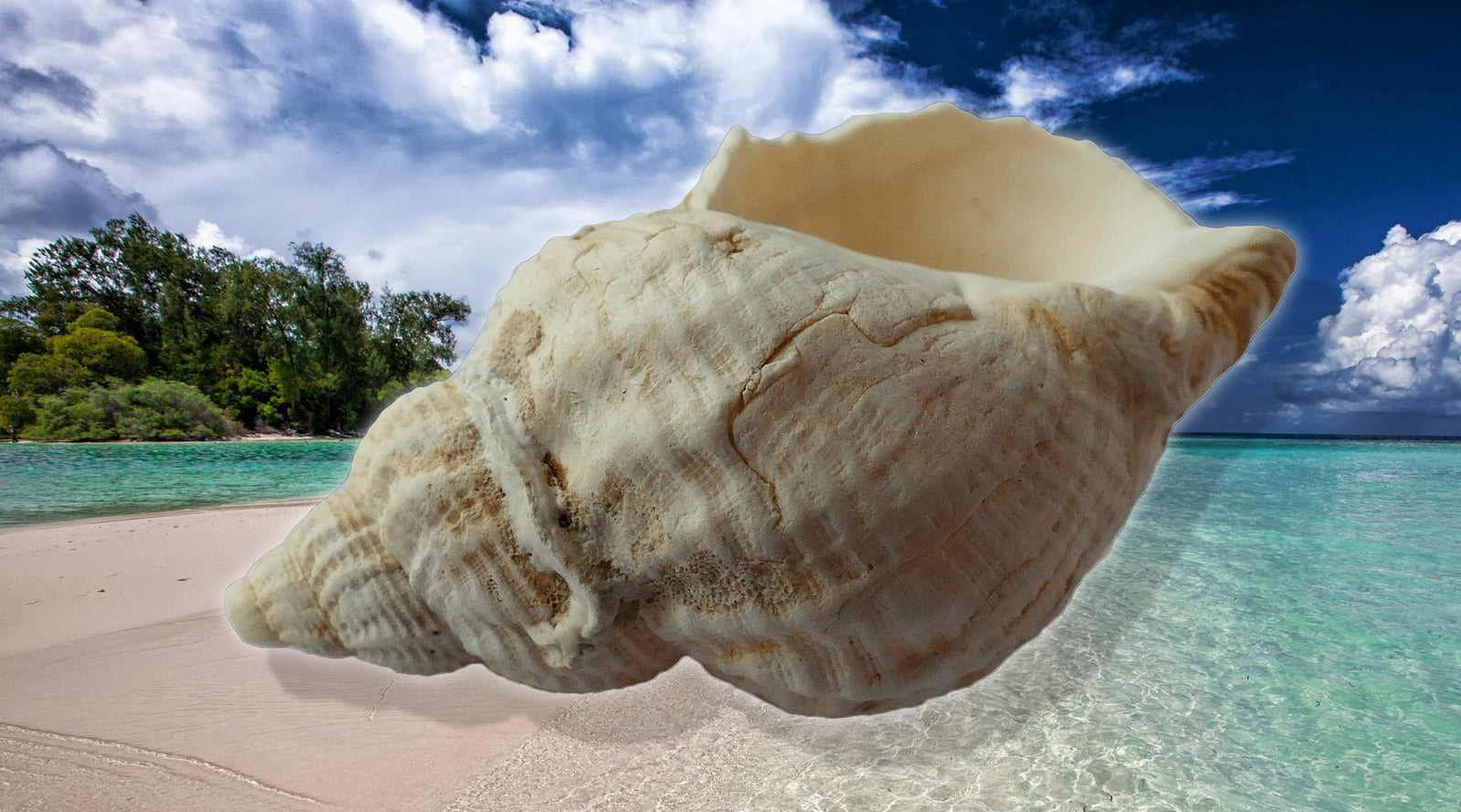 What Are Conch Shells?