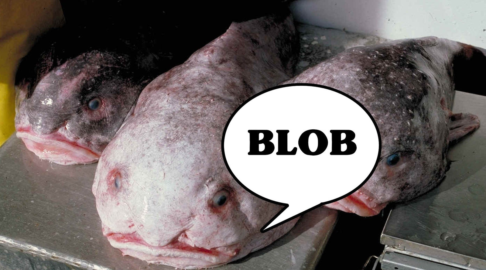 What is a Blobfish? - Tee Shop USA