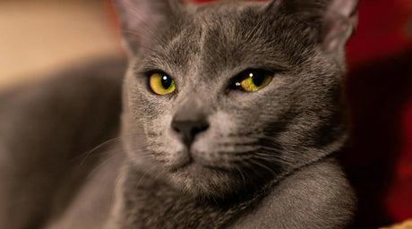 What is a Russian Blue Cat? - Tee Shop USA