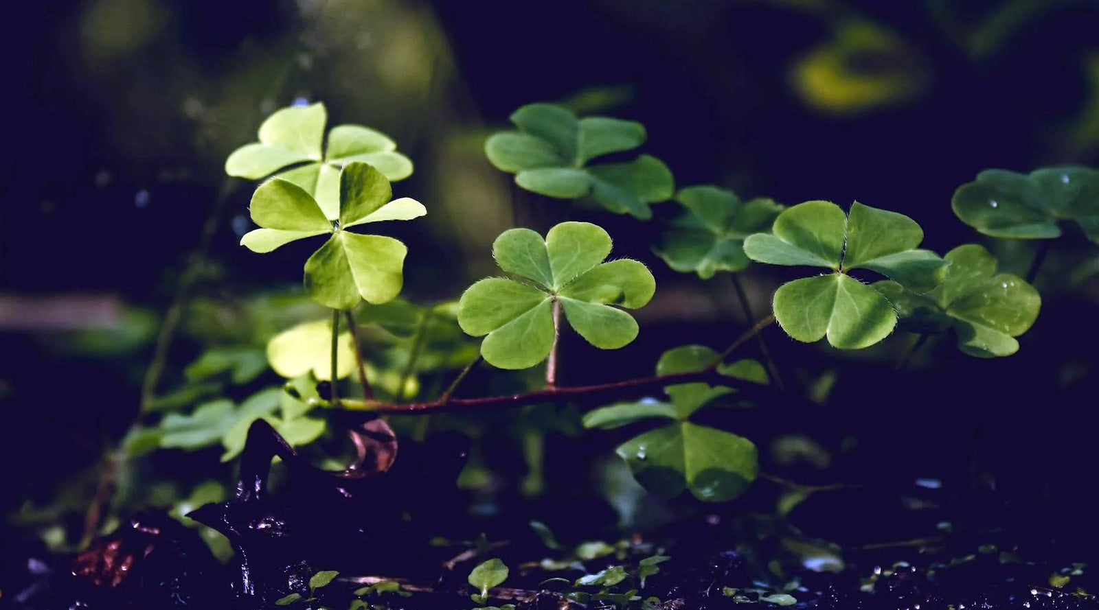 Why Shamrocks Are a St. Patrick's Day Symbol - Tee Shop USA